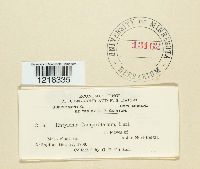 Entyloma compositarum image