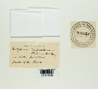 Entyloma compositarum image