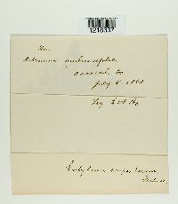 Entyloma compositarum image