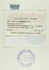 Entyloma compositarum image