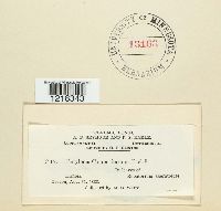 Entyloma compositarum image