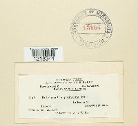 Entyloma compositarum image