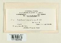 Entyloma compositarum image