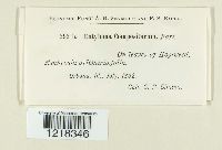 Entyloma compositarum image