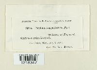 Entyloma compositarum image