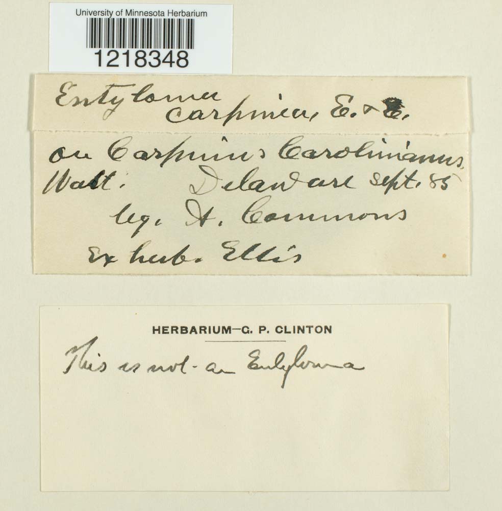 Entyloma caricinum image