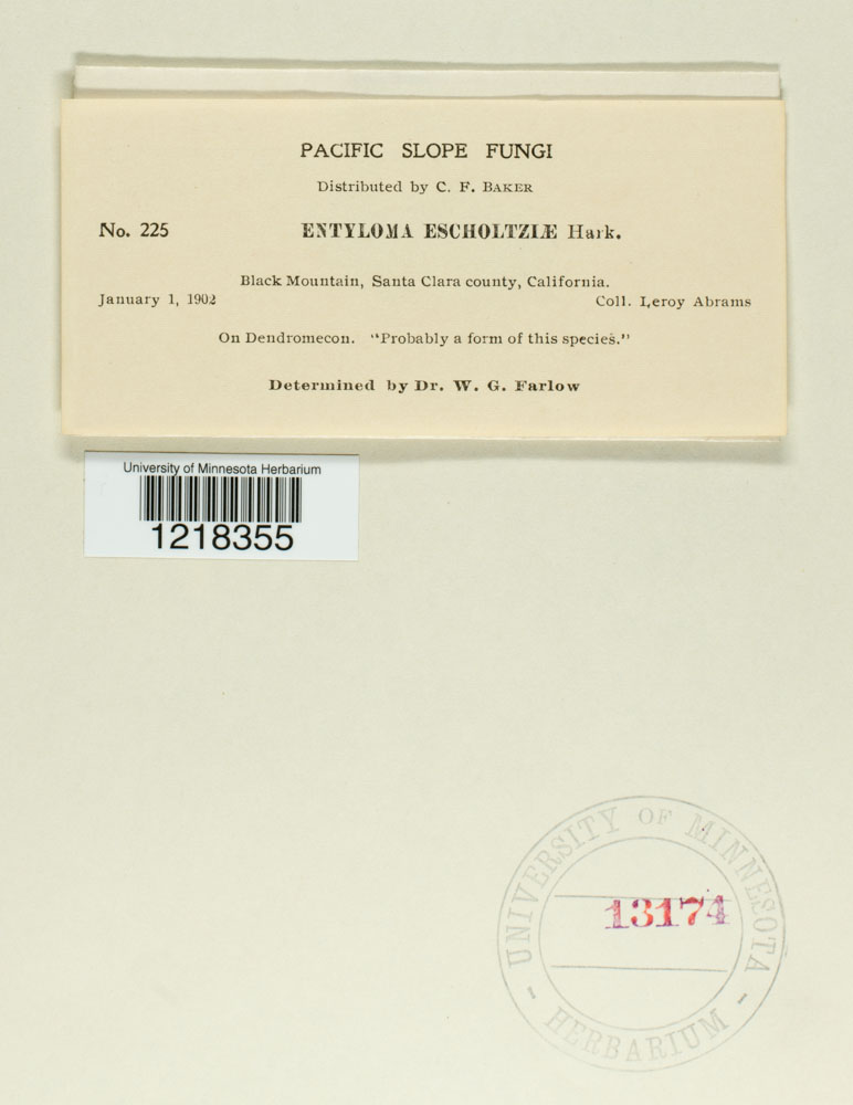 Entyloma eschscholziae image