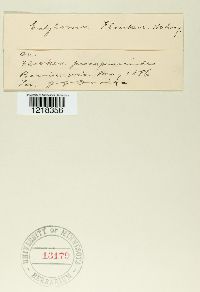 Entyloma floerkeae image