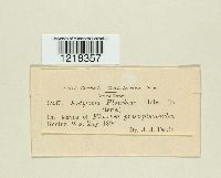 Entyloma floerkeae image