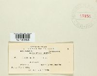 Entyloma floerkeae image