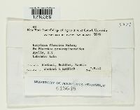 Entyloma floerkeae image