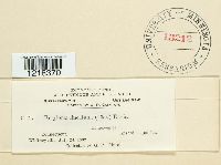 Eballistra lineata image