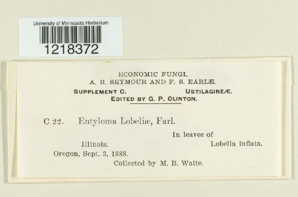 Entyloma lobeliae image