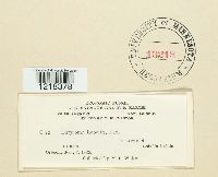 Entyloma lobeliae image