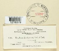 Entyloma menispermi image