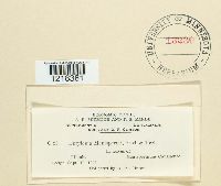 Entyloma menispermi image