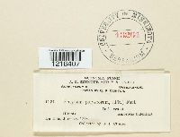 Entyloma polysporum image