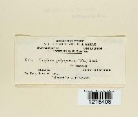 Entyloma polysporum image