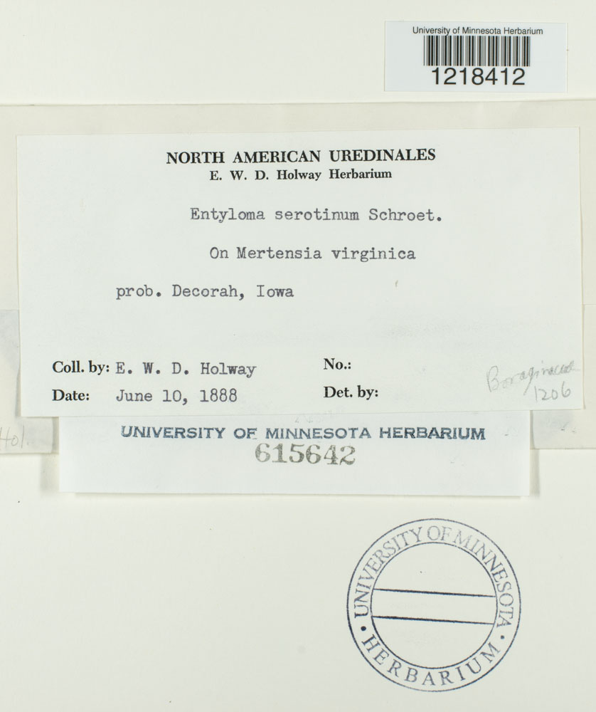 Entyloma serotinum image