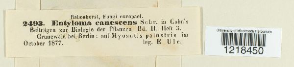 Entyloma fergussonii image