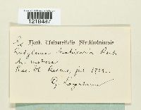 Entyloma matricariae image