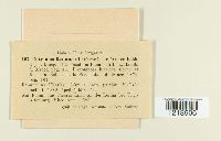 Entyloma ficariae image