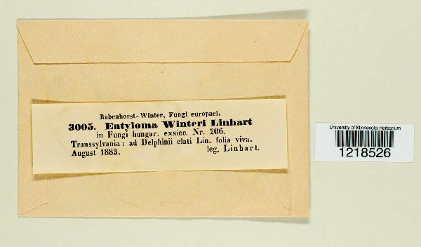 Entyloma winteri image