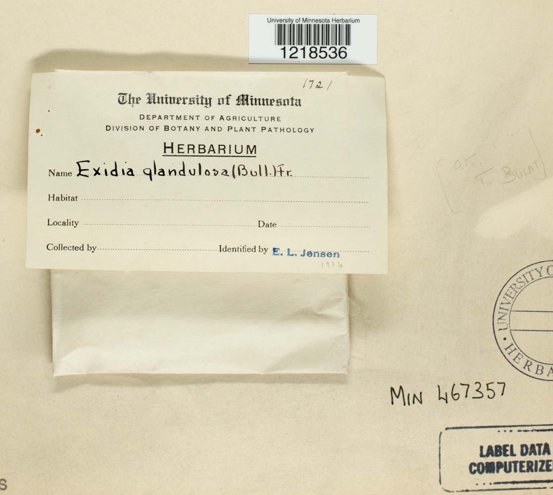 Exidia image