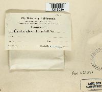 Exidia glandulosa image