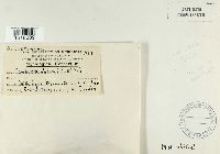 Exidia glandulosa image