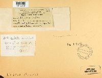 Exidia nucleata image