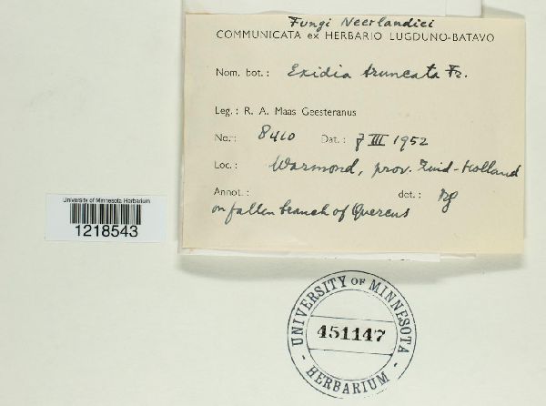 Exidia truncata image
