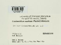 Media resource of Exobasidium azaleae