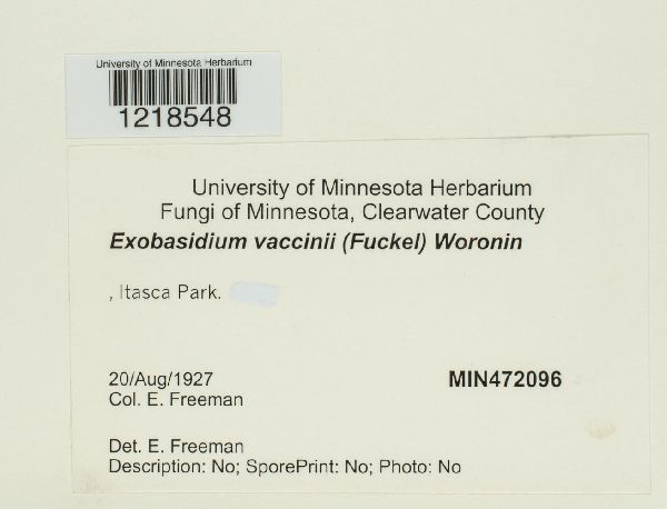 Exobasidium vaccinii image