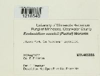 Exobasidium vaccinii image