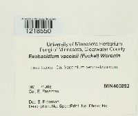 Exobasidium vaccinii image