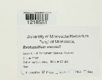 Exobasidium vaccinii image