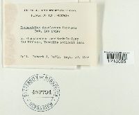 Media resource of Exobasidium decolorans