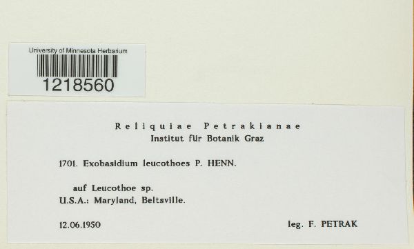 Exobasidium leucothoes image