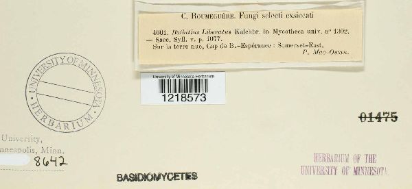 Galeropsis liberata image