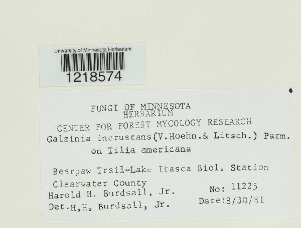 Galzinia incrustans image