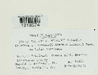 Media resource of Galzinia incrustans