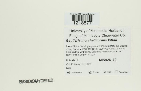 Gautieria morchelliformis image