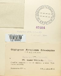 Geastrum limbatum image