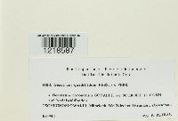 Geastrum quadrifidum image