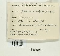 Geastrum triplex image