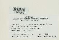 Galzinia incrustans image