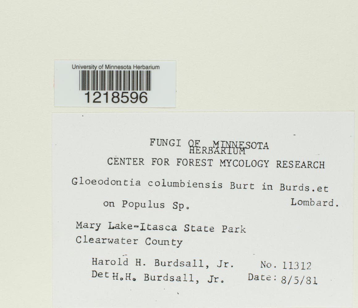 Gloeodontia columbiensis image