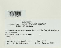 Gloeodontia columbiensis image