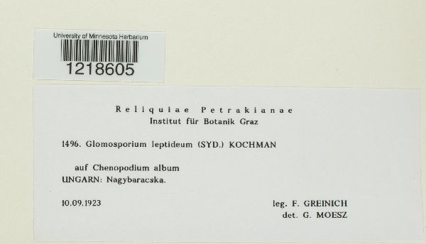 Glomosporium leptideum image